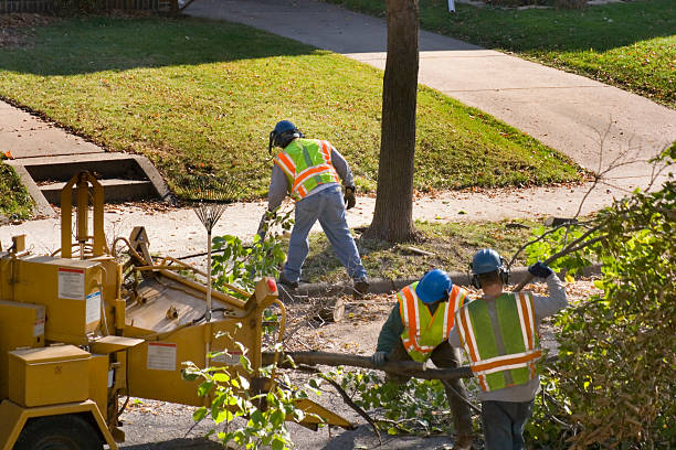 Lawn Disease Treatment in Kimberly, AL