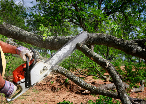 Best Tree Disease Treatment  in Kimberly, AL